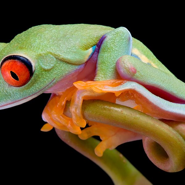 Red-eyed tree frog (Agalychnis callidryas)