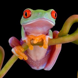 Red-eyed tree frog (Agalychnis callidryas)