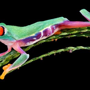 Red-eyed tree frog (Agalychnis callidryas)