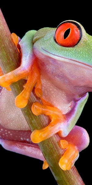 Red-eyed tree frog (Agalychnis callidryas)