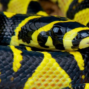 Mandarin ratsnake (Euprepiophis mandarinus)