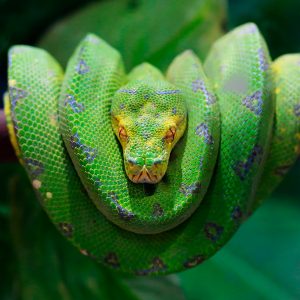 Green Tree Python