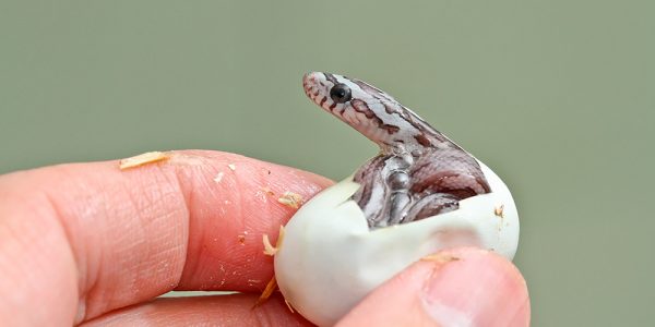 Snake hatchling