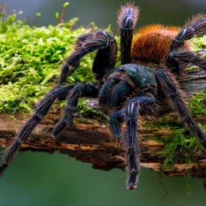 Greenbottle Blue Tarantula (Chromatopelma cyaneopubescens)