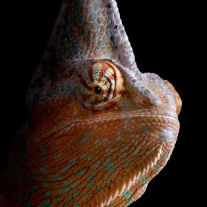 Veiled chameleon