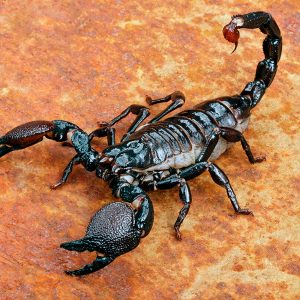 Emperor Scorpion (Pandinus imperator)