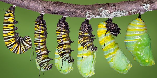 Monarch chrysalid generation