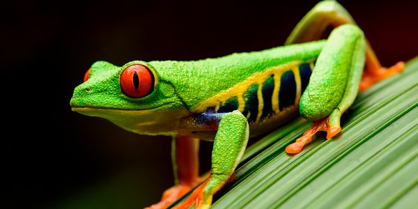 Red-eyed tree frog (Agalychnis callidryas)