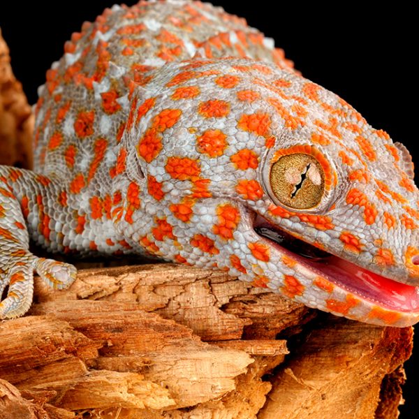 Tokay Gecko (Gecko gecko)