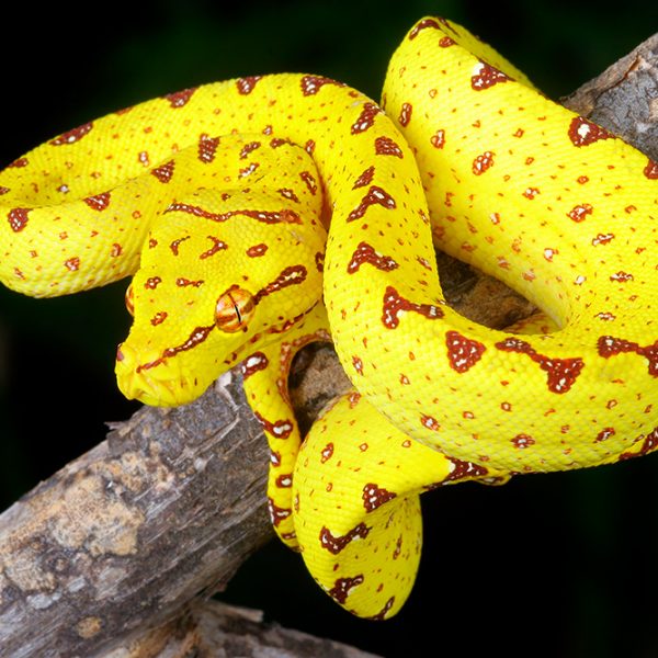 Green tree python (Morelia viridis) yellow-phase