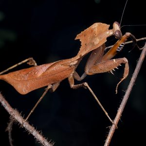 Dead leaf mantis (Deroplatys Dessicata)