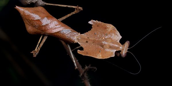 Dead leaf mantis (Deroplatys Dessicata)