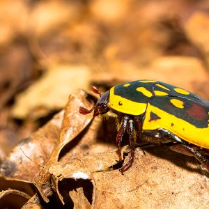 Sun beetle (Pachnoda aemula)