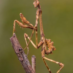 Violin mantis