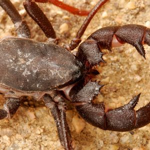 Whipscorpion (Vinegaroon)  vinegaroonscorpionarachnidarachnophobiaclawscreepyodorvinegarwhipscorpion