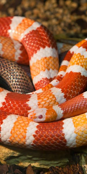 Honduran milk snake