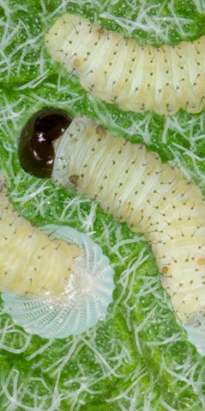 Young monarch caterpillars