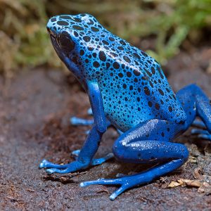 Blue poison-dart frog (Dendrobates tinctorius azureus)