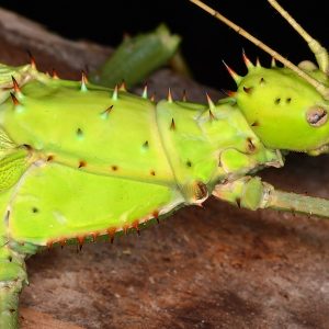 Heteropteryx dilatata