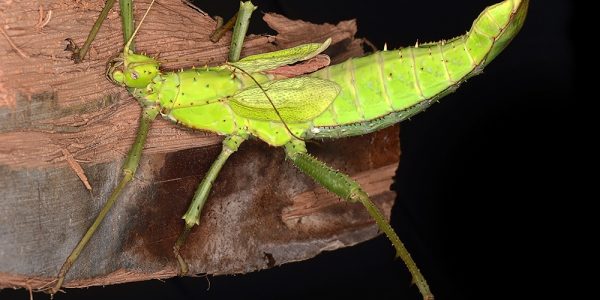 Heteropteryx dilatata, a Malaysian stick insect