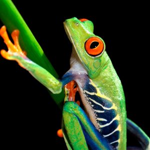 Red-eyed tree frog (Agalychnis callidryas)