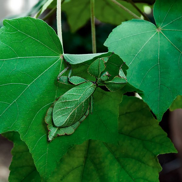 Phyllium Westwoodii