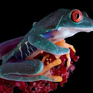 Red-eyed tree frog (Agalychnis callidryas)