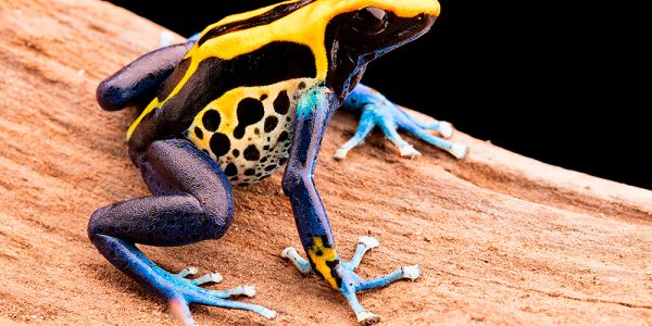 Dendrobates tinctorius