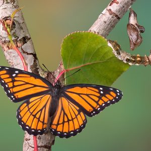 Viceroy butterfly