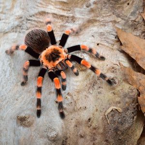 Brachypelma smithi