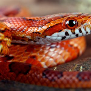 Corn snake