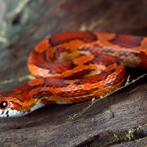 Corn snake