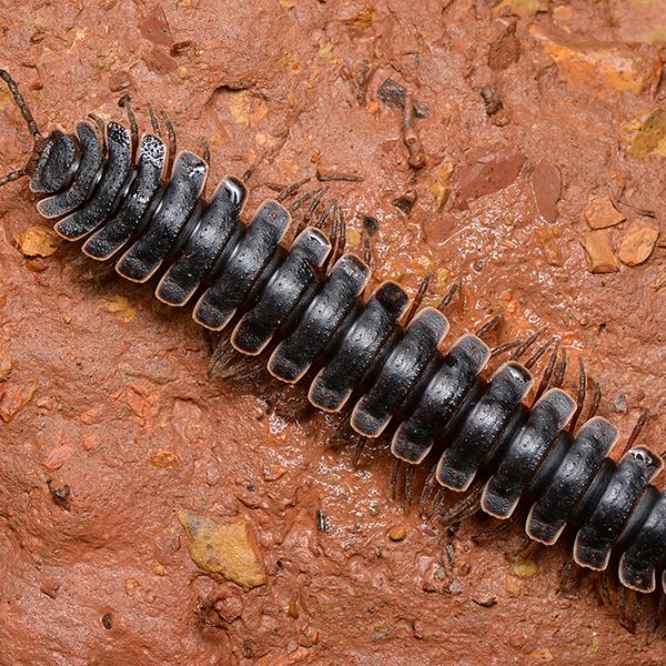 Armoured millipede