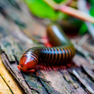 Giant millipede