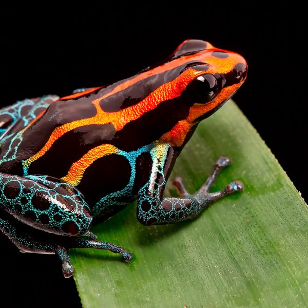 Red striped poison dart frog (Ranitomeya amazonica)