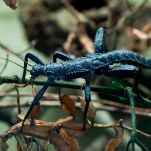 Thorny devil stick insect (Eurycantha calcarata)