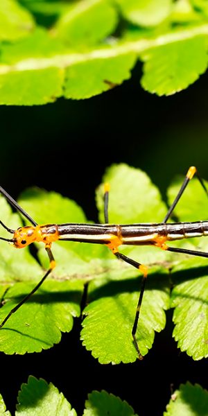 South American Phasmatodea