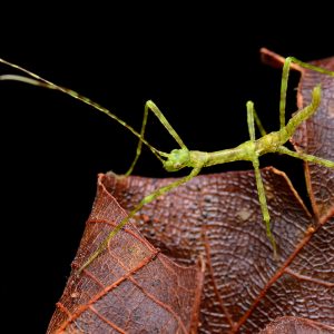 Mossy stick insect