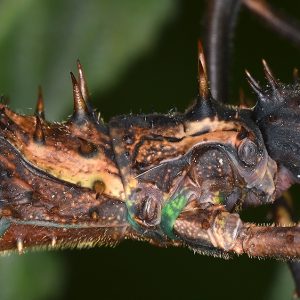 Haaniella dehaanii