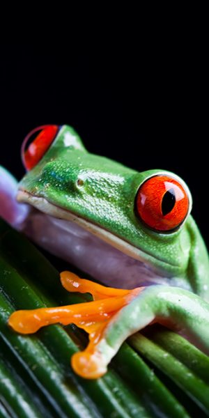 Red-eyed tree frog (Agalychnis callidryas)