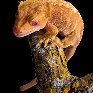 Female crested gecko