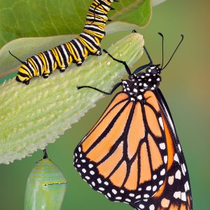 A monarch butterfly, caterpillar, and chrysalis