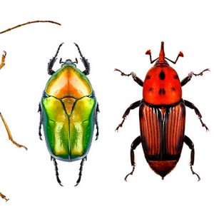 Flower long-horn beetle, flower chafer, red palm weevil and jewel beetle (metallic wood-boring beetle)