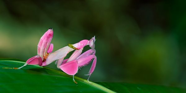 Orchid Mantis