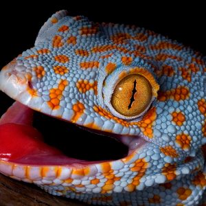 Tokay Gecko (Gecko gecko)