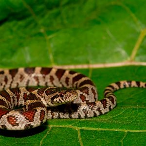 Eastern Milk Snake