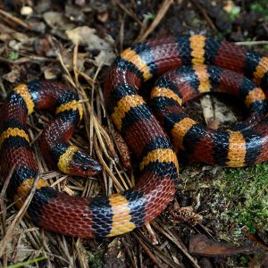 Scarlet kingsnake (Lampropeltis elapsoides)