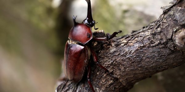 Male Rhinoceros beetle