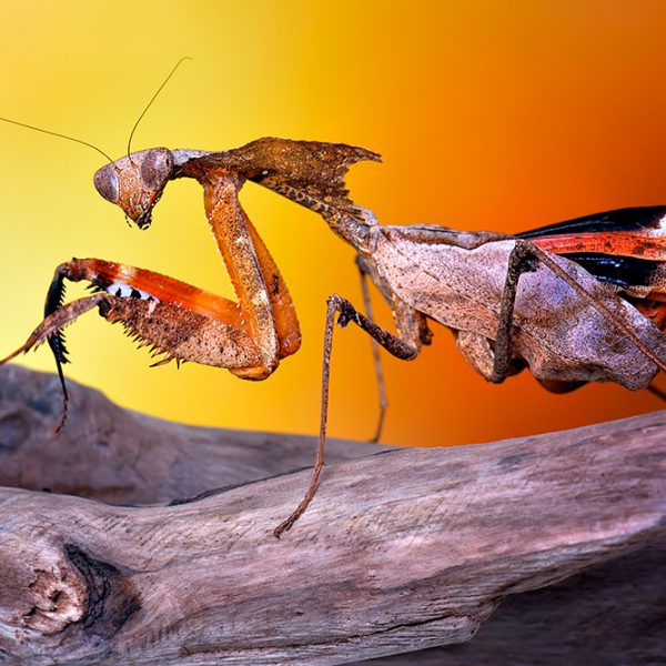 Dead leaf mantis (Deroplatys Dessicata)