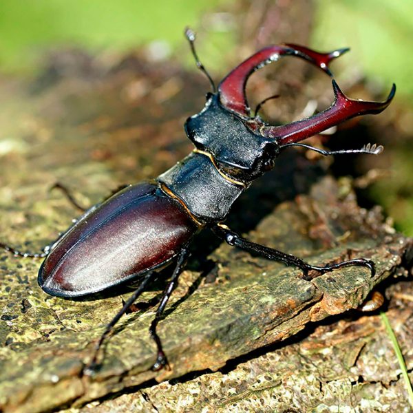 Stag beetle